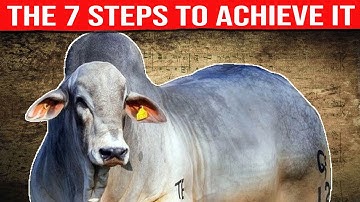 ⭕  7 STEPS TO ACHIEVE IT Improving Genetics In Dairy And Beef Cows ✅ Biggest Bulls And Cow