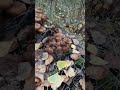 опята 1 октября 22года