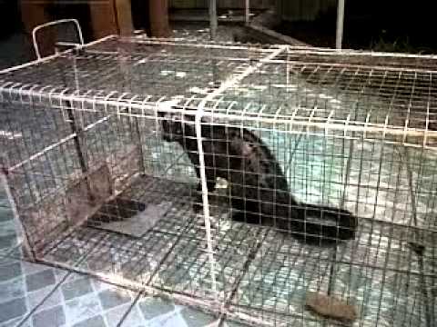 Musang At My House Youtube