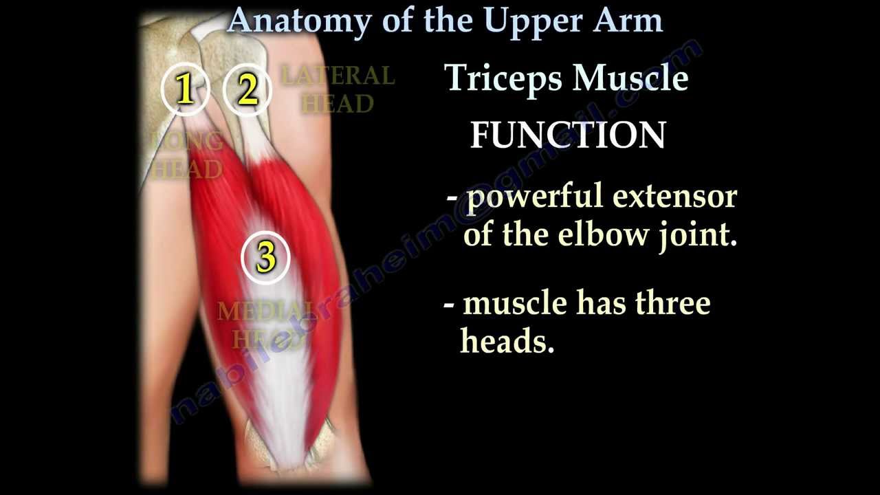 Anatomy Of The Upper Arm - Everything You Need To Know ...