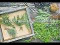 Вебинар "Лекарственные и пряные травы"
