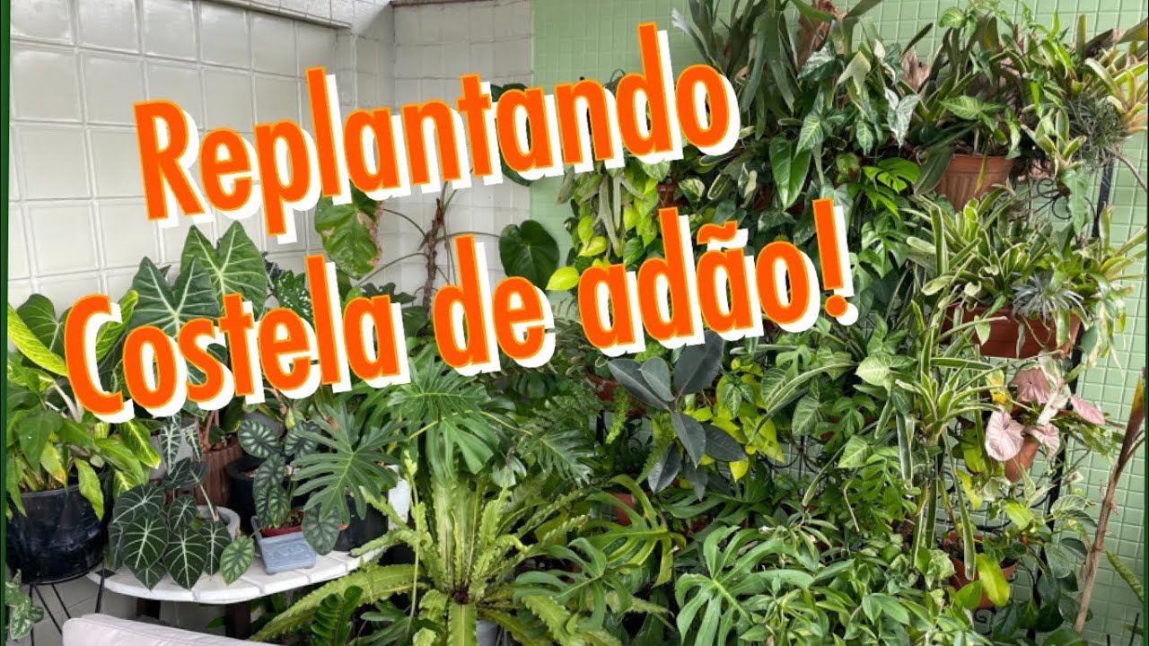 REPLANTANDO COSTELA DE ADÃO 