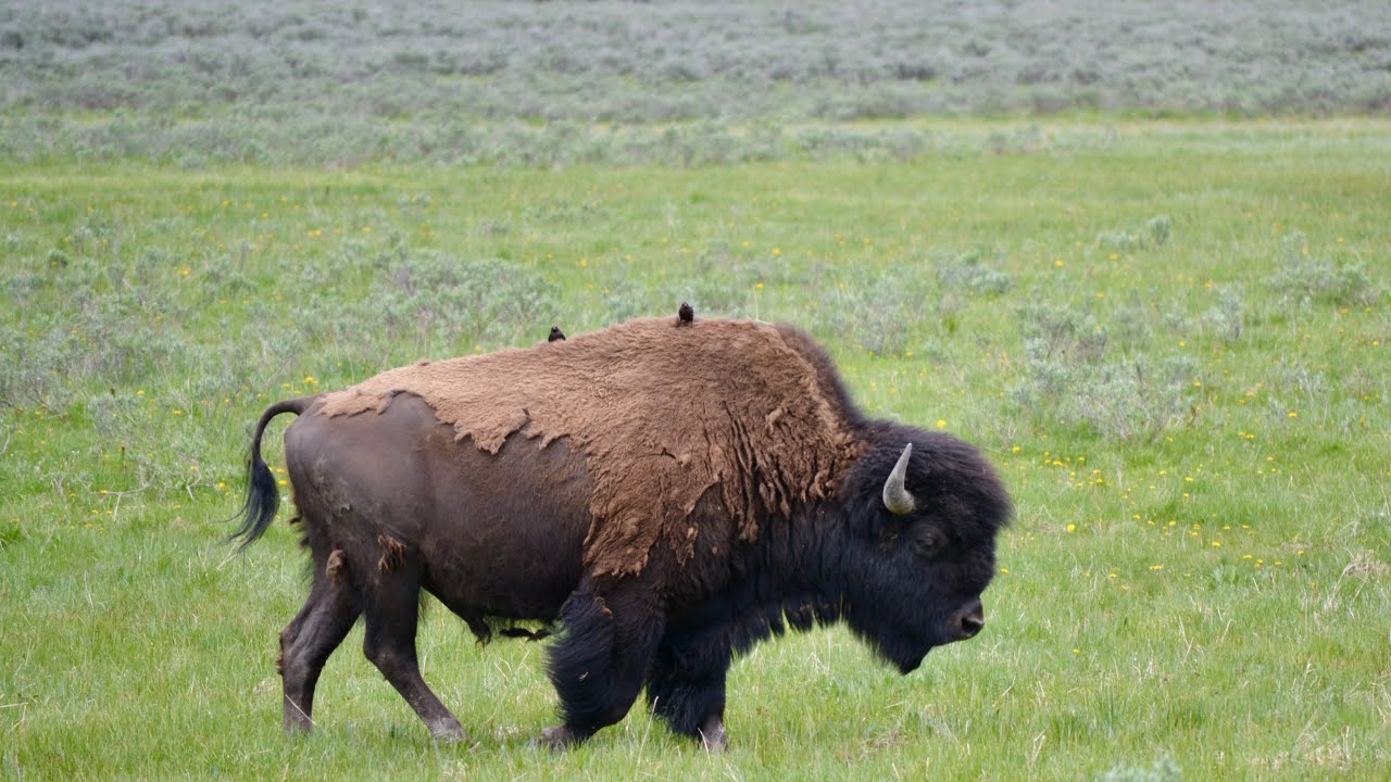 The Great American RV Road Trip Part Three - Yellowstone North Loop 