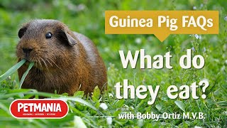 What do guinea pigs eat? - Guinea Pig FAQs with Bobby Ortiz