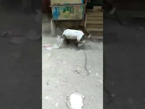 كلب بيتبول للبيع ١٥٠٠ شرس حيوانات