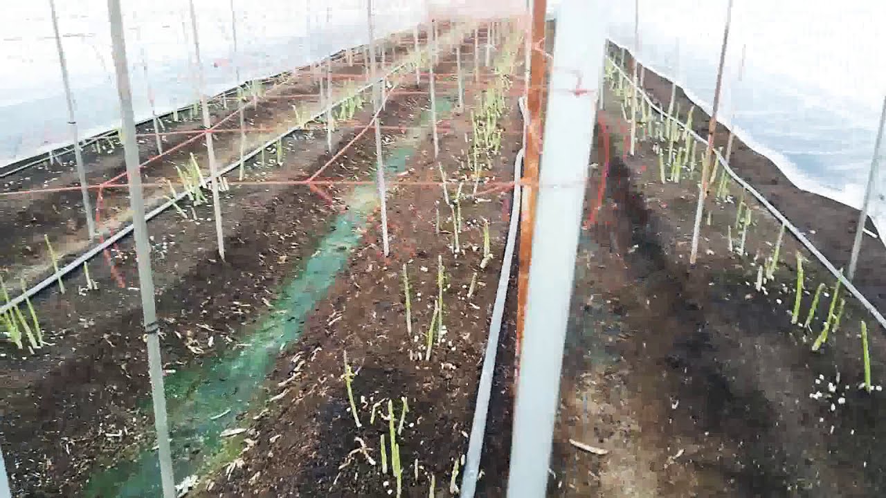 JOB PERTANIAN. - YouTube JOB PERTANIAN. - YouTube