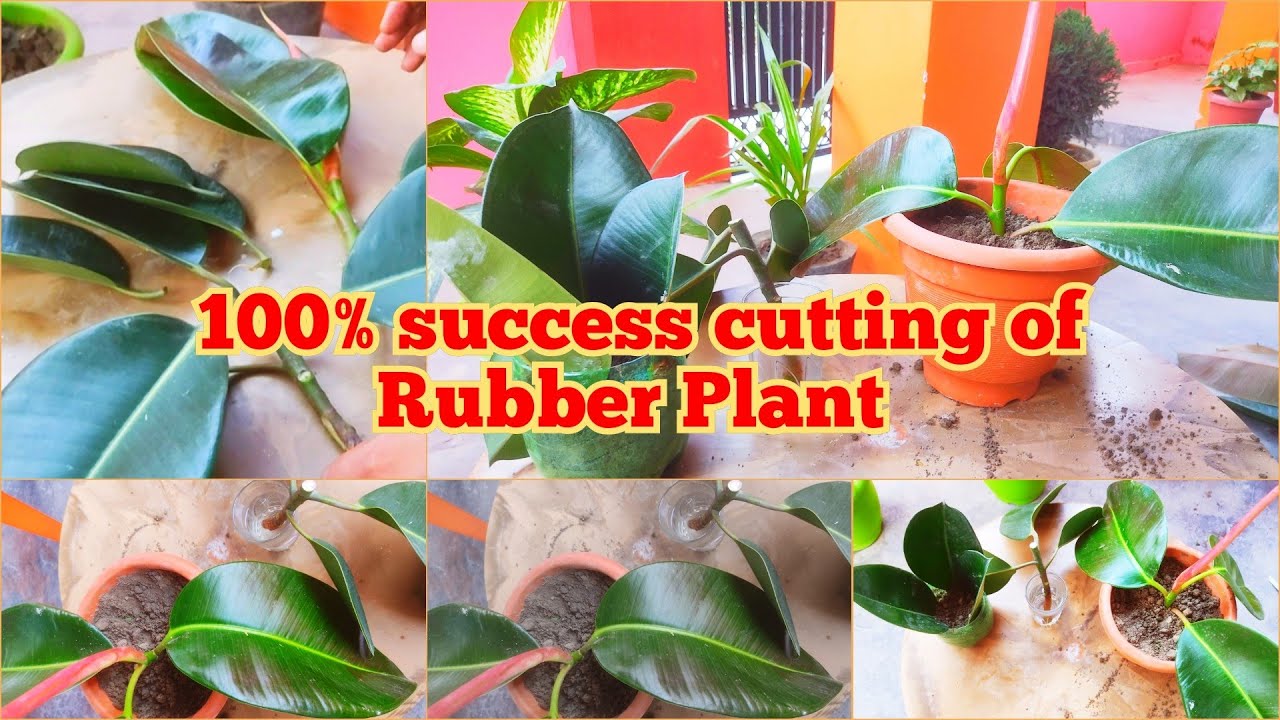 How to Grow Rubber plant From Cutting Rubber plant ki cutting kaise