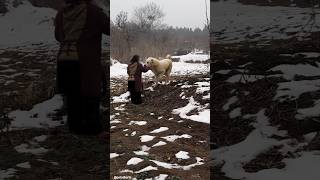 Meeting the Legendary Central Asian Shepherd
