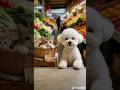 chacha 偷貓？！#cute #bichon #pets  #funny #youtubeshorts  #toys #cutedog #animals #dog #youtube #ai