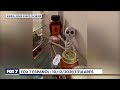 Trump hace un acuerdo de diésel con Rusia | FOX 7 Español