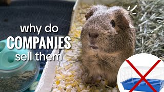 WHY Do Big Pet Companies Sell HARMFUL Pet Products?