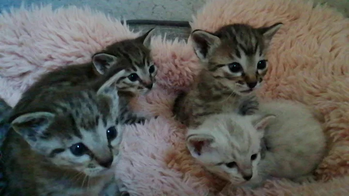 Watch the video about First MEOW 🐾 Sweet little angels SAVANNAH KITTENS at 2 weeks old 😻😻😻