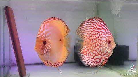 Cá dĩa Bồ câu Hightbody