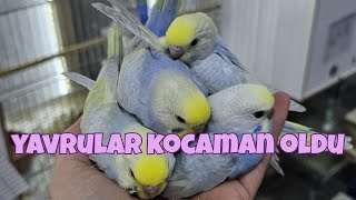 Yavrularimizi Yeme Düşürüyoruzkocaman Oldular