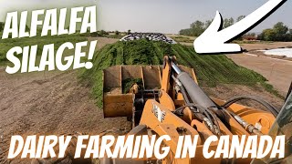 Chopping Second Cut Alfalfa!