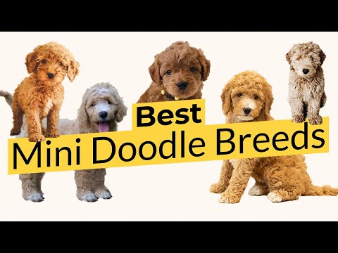 Video: 5 Design Dog Doodle Breeds