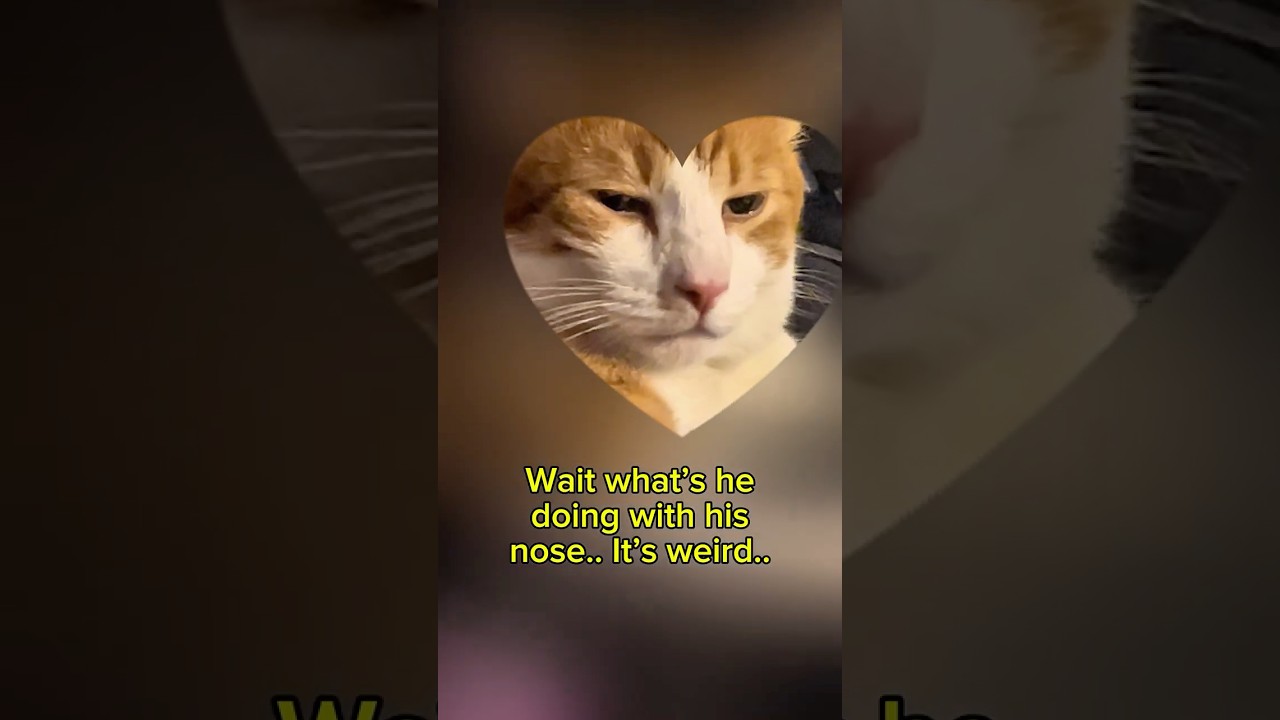 Why are cats so creepy? #vanlife #shorts #travel #pets #funny #animals #rv #viralvideo #vancat #wtf