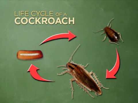 Video: Dichlorvos fra kakerlakker: anmeldelser, sammensetning, produsentoversikt, applikasjonsfunksjoner