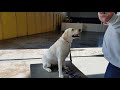 Training a dog to leave objects on the ground alone Training a dog to leave objects on the ground alone