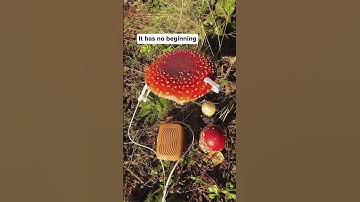 Thumbnail of Will this mushroom sing? What does it sound like to you? PlantWave detects slight changes in