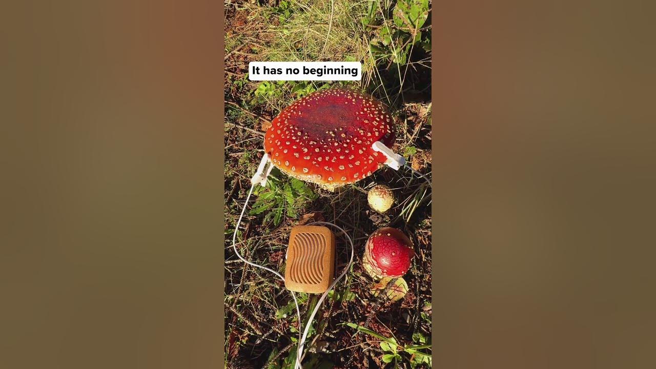 Will this mushroom sing? What does it sound like to you? PlantWave detects slight changes in