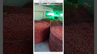 Onion Storage Fan Explained – Forced Ventilation System