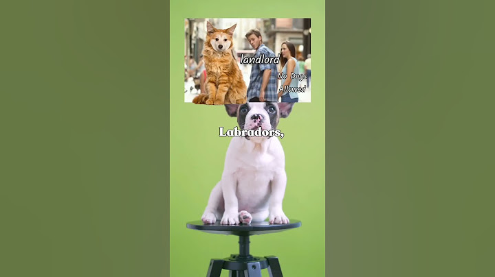 They Banned DOGS After Cats 🐶🚫 Part 2#shorts #viral
