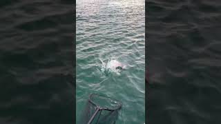20250719ファーストフィッシュ🐟 #タイラバ #瀬戸内海