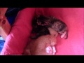 Kitty cam #3 | Shhh... We're sleeping | 2 weeks old | Canon Legria HF R27