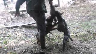 Lov Na Kune U Svrljigu Milan I Tomica Milosavljevic 2