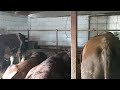 Забой бычков на мясо, считаем прибыль за 6 месяцев откорма быков и расходы .