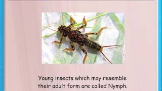 Insects Crossword || Knowledge ||