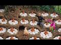 Dwarf Family Primitive Life: Harvesting Underground Chicken Eggs | Off Grid Survival Skills