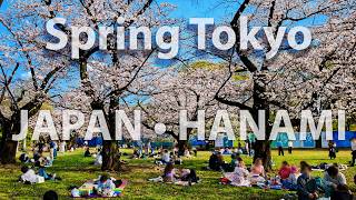 Sakura Walk in Yoyogi Park Tokyo 🌸 Hanami Season in Spring Japan | Cherry Blossom Crowd (4K)