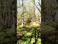 Утро. Карадагский лес.