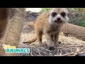 Meerkats  disney animals  disney junior