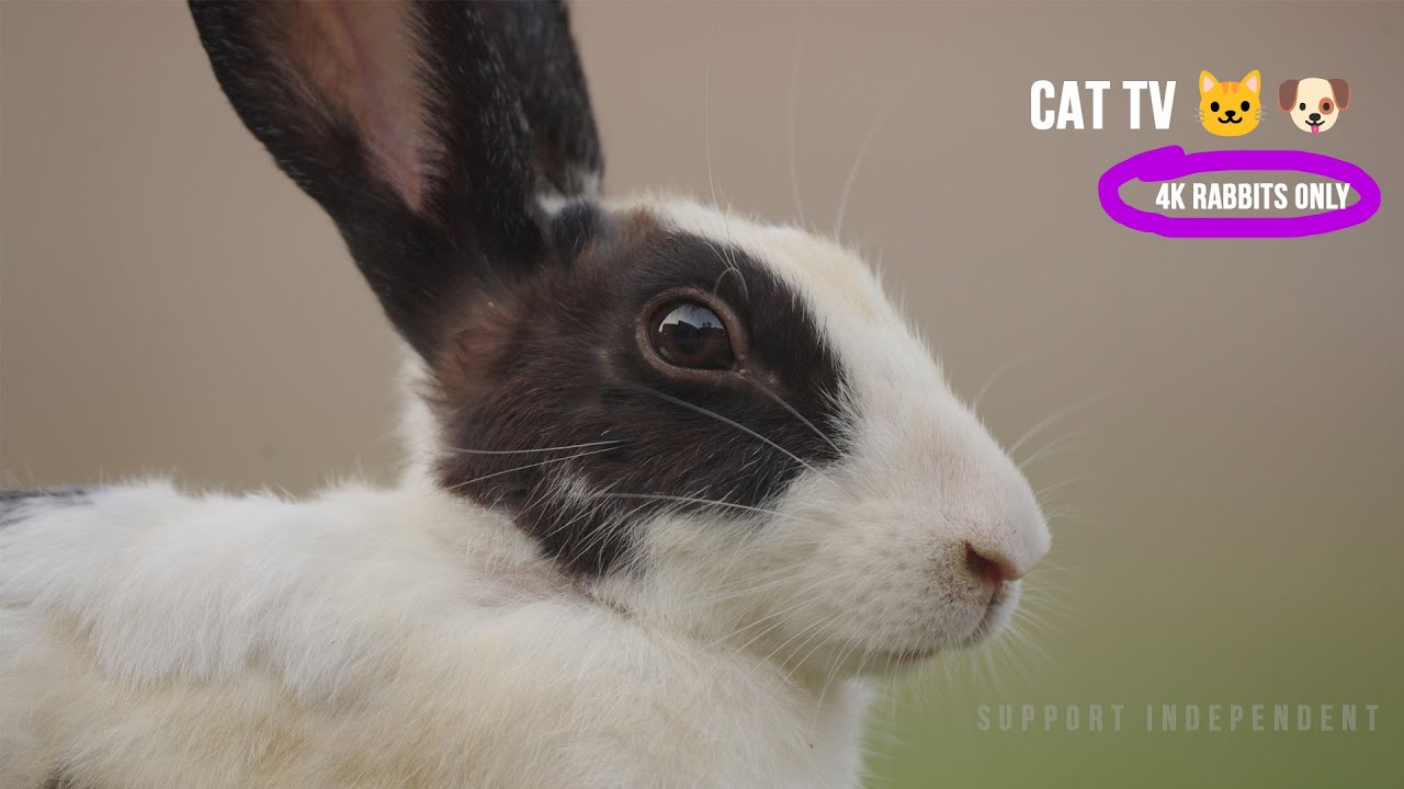Cat Watching Rabbits Cat TV for Cats 🐱🐶 To Watch Rabbits | Real 4K - YouTube