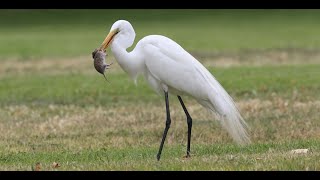 Great Egret catching and eating two gophers