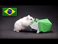 Origami de Hamster - Instruções em Português BR