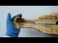 Видеозанятие 9 «Строение и видовые особенности костей лица»