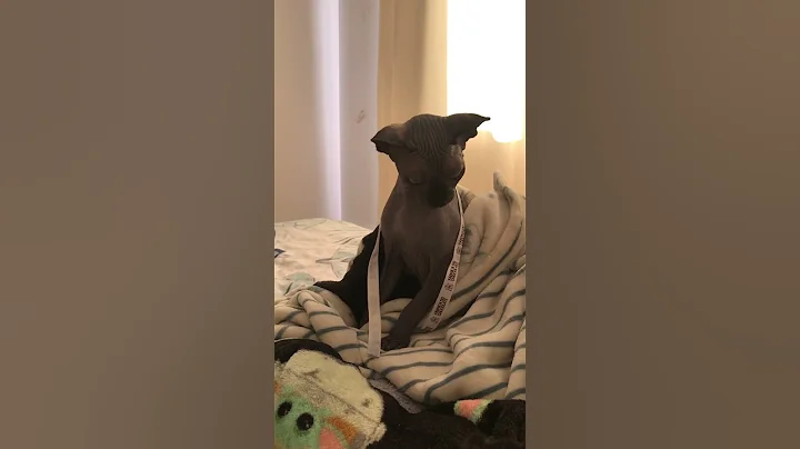 Watch the video about A brincar sem sair do quentinho 🐾😹 #yoda #sphynx