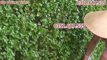 Máy Cắt Tỉa Hàng Rào | Máy Cắt Cây Cảnh | Liên Hê: 0984150715