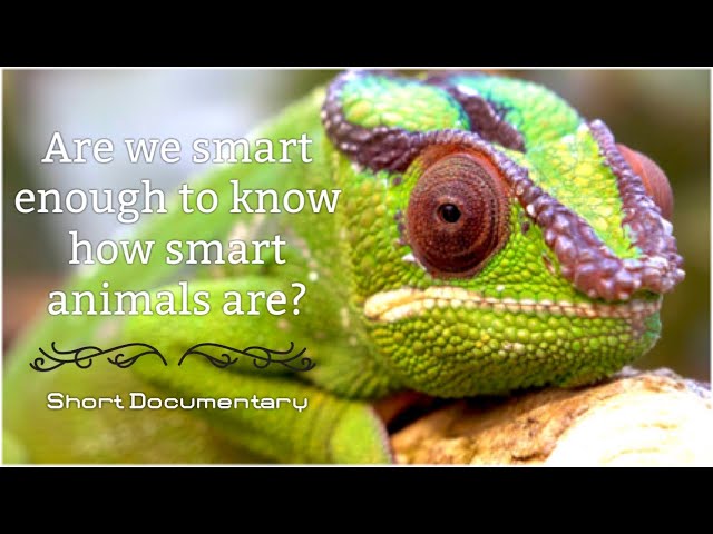 Are we smart enough to know how smart animals are? | SHORT DOCUMENTARY class=