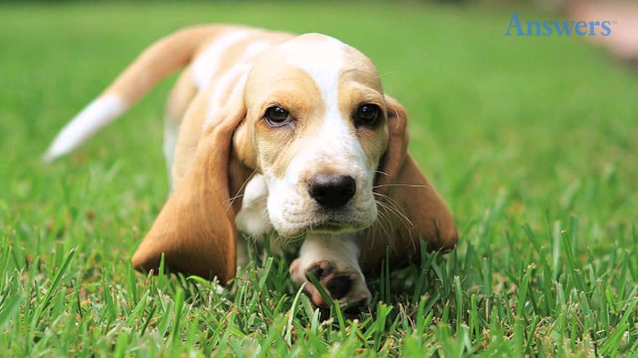 smiling basset hound