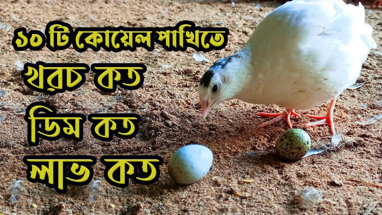 ১০ টি কোয়েল পাখি পালনে একমাসে খরচ কত?? ডিম কত?? লাভ কত??