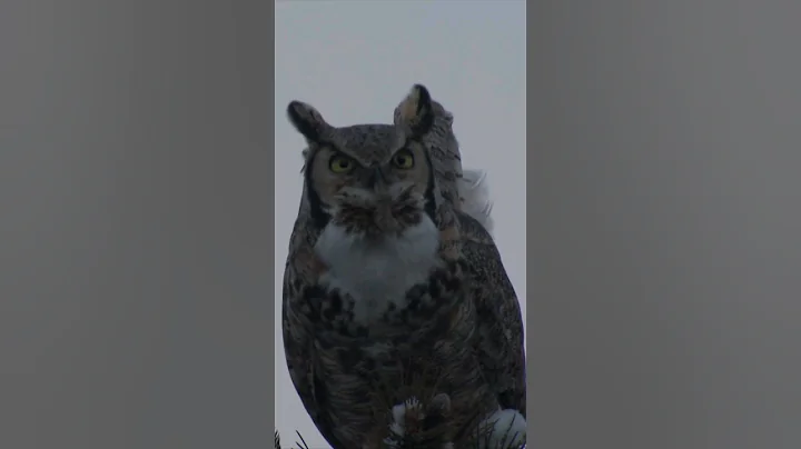 Deep Voice of Great Horned Owl Calling and Hooting