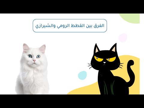 الفرق بين القطط الرومي والشيرازي