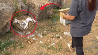 45°C Hot, Newborn Kitten Struggling To Survive Until His Last Breath