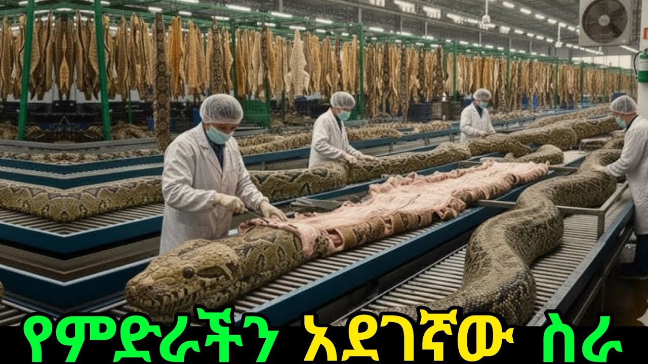 በሺዎች የሚቆጠሩ ሰዎች በየአመቱ የሚሞቱበት ስራ/Paid to Die: The World’s Most Dangerous Jobs You Won’t Believe Exist/