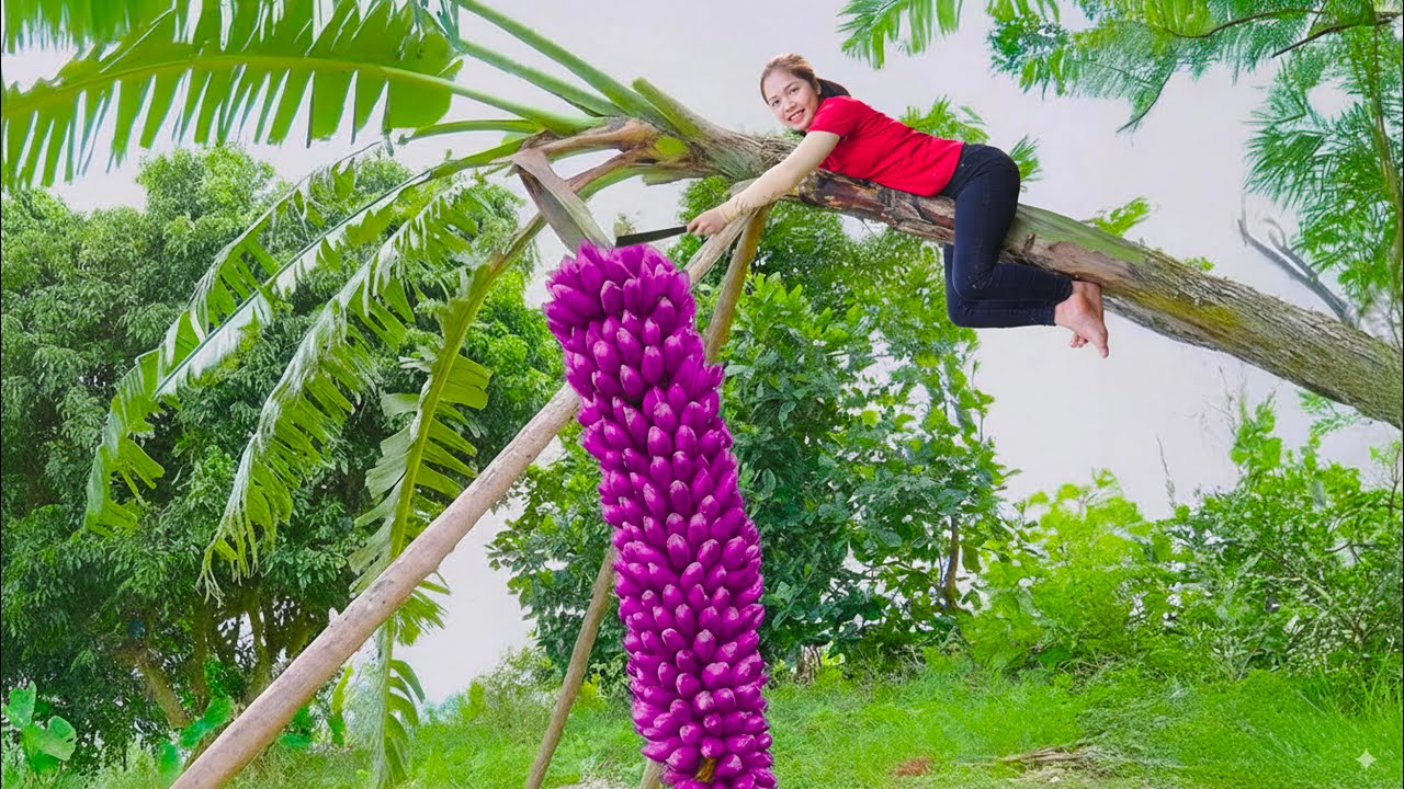 Harvest 100 meter long Banana Bunch Goes to Market Sell | Elsa Free Bushcraft | Hanna Daily Life